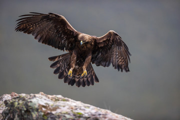 Águila real