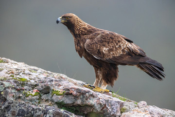 Águila real