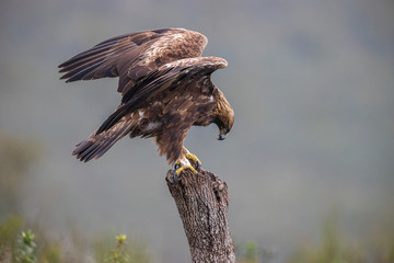 Águila real