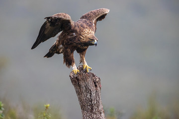 Águila real
