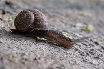 Caracol