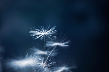 Dandelion seed soars in the air. Detailed macro photography, blue-green background, copyspace, minimalism.