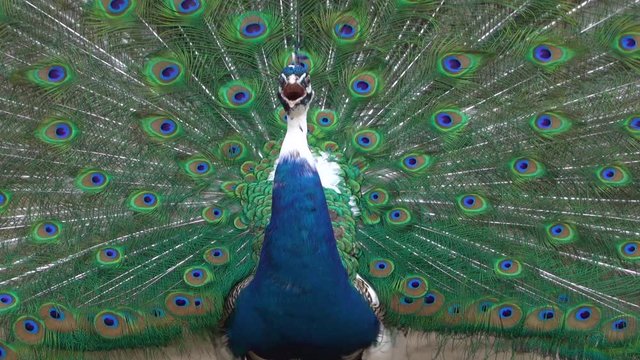Close up of colorful peacock tail feathers. Majestic pheasant mating ritual at the bird farm.