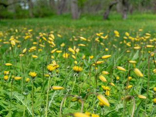 landscape with bright meadow, wild tulips together with dandelions, dominated by yellow and green