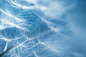 Dandelion seeds on a flower. Copyspace. Detailed macro photo. Abstract spectacular image. Blue shades.