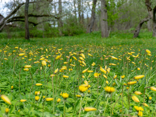 landscape with bright meadow, wild tulips together with dandelions, dominated by yellow and green