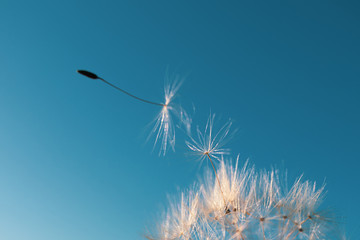 Dandelion seed came off the flower. Beautiful colors of the setting sun. Copyspace. The concept of freedom, loneliness. Detailed macro photo.