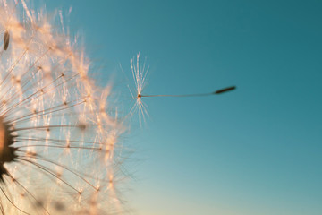 Dandelion seed came off the flower. Beautiful colors of the setting sun. Copyspace. The concept of freedom, loneliness. Detailed macro photo.