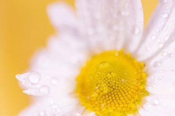 Chamomile close-up, detailed macro photo. Yellow background. The concept of summer, healing herbs.