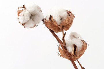 Sprig with fluffy cotton flowers on a white background. Close up