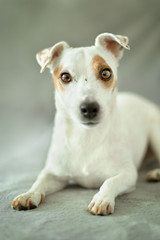 White dog (Jack russel terrier) lying on gray background