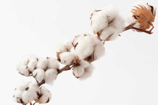 A sprig of cotton on white background. Close up