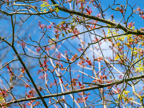 first leaves and buds on a sunny spring day, in nature everything thrives and green