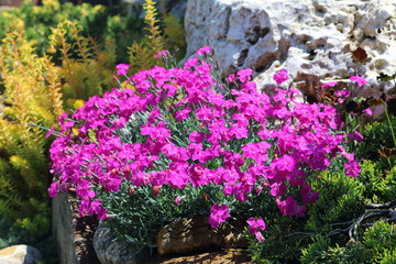 Carnation at their summer cottage. Alpine slide. Fragment