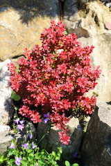Carnation at their summer cottage. Alpine slide. Fragment