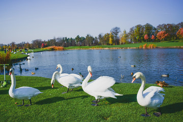 five white swans stand on the shore near the pond