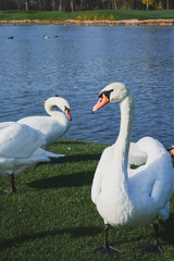 Obraz premium three white swans stand on the shore near the lake