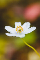 Macro of white anemone flower. Yellow pollen in the middle. White petals. Shallow depth of field and soft focus