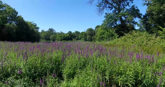 Flying over a field of lavenders, Wanstead Park, Epping Forest, City of London