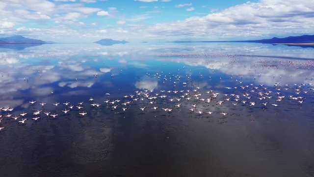 Aerial drone shot flying forward catching a flock of flamingos flying over Lake Natron, Tanzania. Great saturated reflections.
