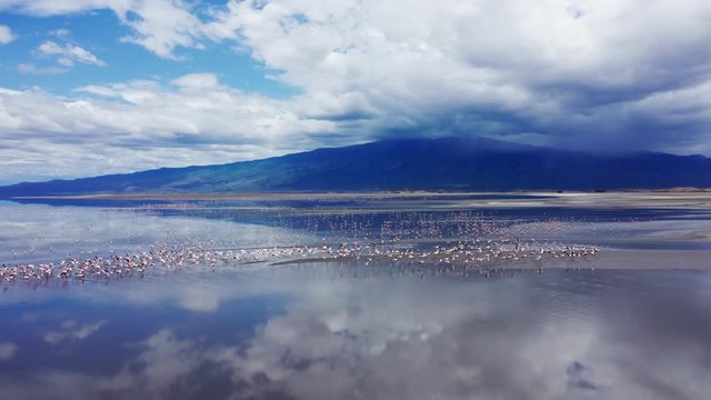 Aerial drone shot flying forward approaching a flock of flamingos flying over Lake Natron, Tanzania. Volcanic mountain in the background.