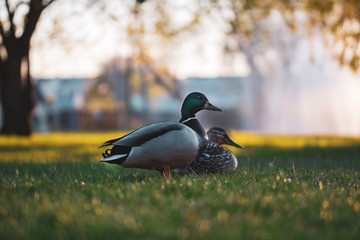 Close up of a duck couple on a fountain and pond background. Male and female mallard ducks in green grass shined by the Sun. Shallow depth of field