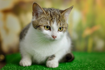 Tabby cat sitting / lying on green background
