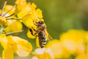 Macro of a bee in yellow rapeseed flowers. Warm tones, sun shining