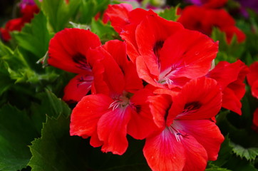 blooming geranium varios colors close up