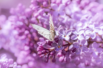White butterfly in purple lilac flowers. Soft tones, soft focus, blur and bokeh