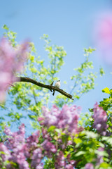 Spring scenery of a bird (tiger shrike) on a branch with purple lilacs and bright green leaves around. Shallow depth of field, soft focus and blur