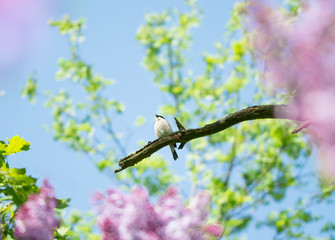 Spring scenery of a bird (tiger shrike) on a branch with purple lilacs and bright green leaves around. Shallow depth of field, soft focus and blur