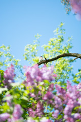 Spring scenery of a bird (tiger shrike) on a branch with purple lilacs and bright green leaves around. Shallow depth of field, soft focus and blur