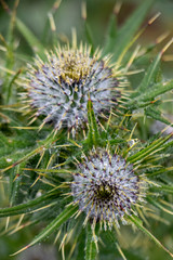 Distel im Nebel 6