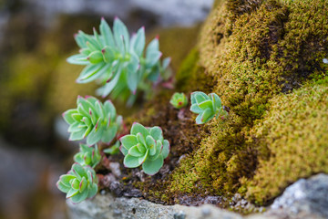 Succulents in nature, summer time