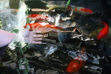 Female hand in a decorative pond with Chinese carps