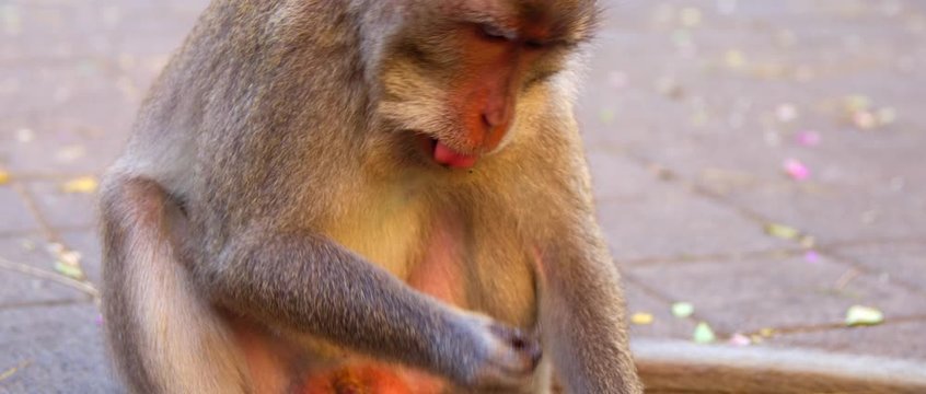 Macaca fasciculari close up sit on the streen and eat something some bikes behind on the sunset