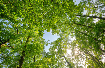 Fototapeta na wymiar Look up into a beautiful green leaf canopy of high deciduous trees with lush foliage against clear blue sky with the sun. Seen in Germany in May.