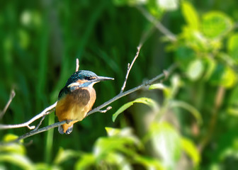 Zimorodek (Alcedo atthis) © Marek