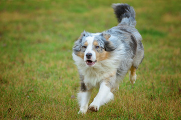 Dog (Australian shepherd - blue merle with tan) running on grassy meadow
