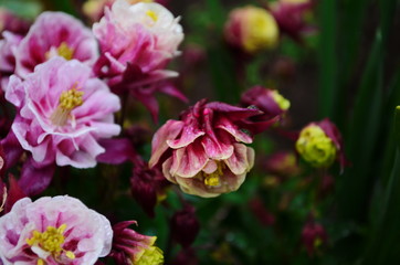Pink white Columbine Aquilegia chrysantha Flower