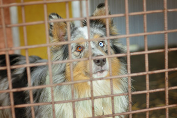 Dog (Australian Shepherd - Blue Merle with tan) looking through bars