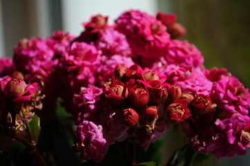 Kalanchoe house plant, close up