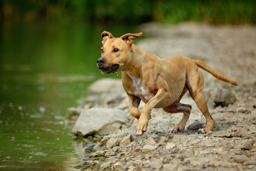 Dog (pitbull) running (leaping) to water