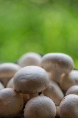 マッシュルーム