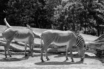 Fototapeta na wymiar Black and white zebras eating in the Zoo 