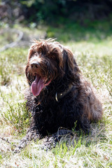 hunting dog, a pudelpointer, lying down on the forest floor in spring