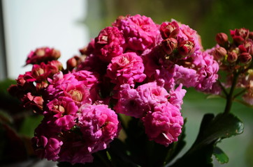 Fototapeta premium Kalanchoe house plant, close up