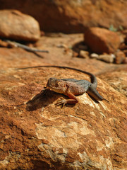 A lizard basks on rocks in the Australian outback (Northern Territories NT)