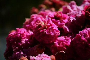 Obraz premium Kalanchoe house plant, close up